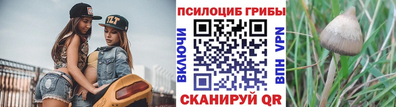 Псилоцибиновые грибы Psilocybe Спас-Клепики